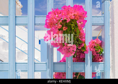 Rosafarbene Bougainvillea klettert durch einen blauen Lattenzaun gegen ein weiß getünchtes Haus in Paros, Griechenland Stockfoto