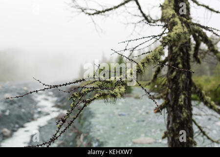 Erstaunliches weißes Moos, das auf Weihnachtsbäumen wächst, Altai, Russland Stockfoto