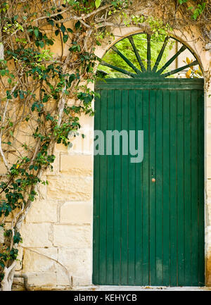 Ein mittelalterlicher Garten Tür in Deep green Neben Kletterpflanze lackiert Stockfoto