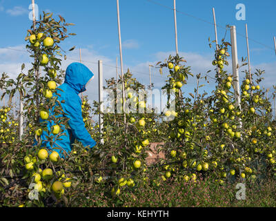 Man wählt Gelb Golden Delicious äpfel in niederländischen Obstplantage in Holland Stockfoto