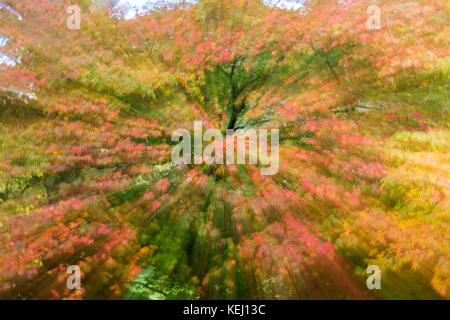 zoomburst of Autumn colours in October Stockfoto