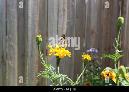 Distelfalter Schmetterling Stockfoto