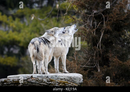 Heulende mexikanische graue Wölfe (canis Lupus) Stockfoto