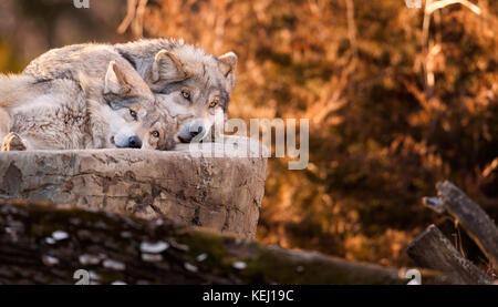 Zwei mexikanischen Grauen Wölfen (Canis lupus) im Herbst entspannen Stockfoto