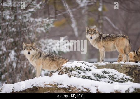 Mexikanische Grauen Wölfen (Canis lupus) im Schnee Stockfoto