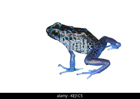 Färben poison Dart frog (Dendrobates tinctorius), auf weißem Hintergrund. Stockfoto