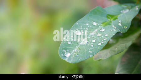 Tautropfen auf einem Blatt mit verschwommenen Hintergrund. Stockfoto