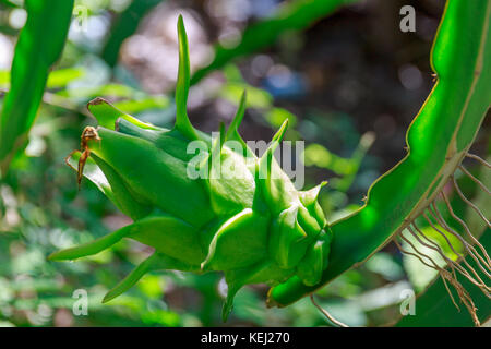 Green Dragon Obst auf der Rebe unter Sonnenlicht. Stockfoto