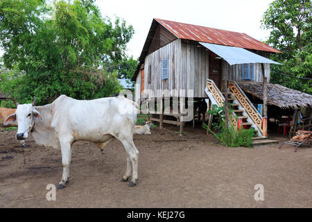 Cottage und einige Kühe der Familie leben in Kambodscha Landschaft. Stockfoto