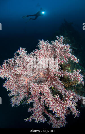 Gorgonia und diver Silhouette in der usat Liberty amed Bali Stockfoto