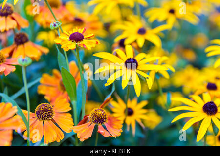 Bunten Garten mit Orangen Helenium und gelbe Rudbeckia Stockfoto