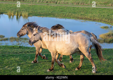 Niederländischen Nationalparks oostvaardersplassen mit konik Pferde vorbei an einem Pool Stockfoto