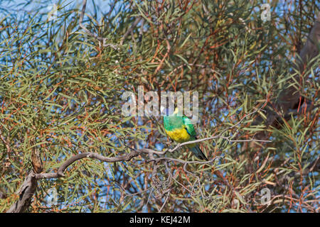 Australische ringneck (barnardius zonarius) auch als Port Lincoln Parrot bekannt Stockfoto