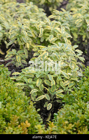 Gemeinsame Salbei (Salvia officinalis 'Icterina') Stockfoto