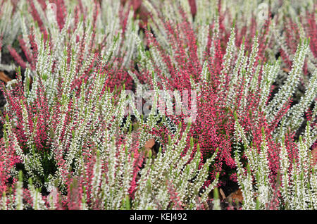 Gemeinsame Heidekraut (Calluna Vulgaris "Garden Girls") Stockfoto