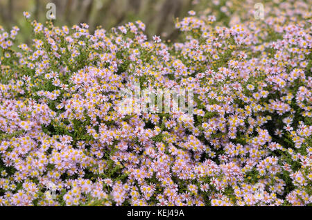 Heide Aster (herrlich Aster ericoides'' syn. Aster vimineus 'Lovely') Stockfoto