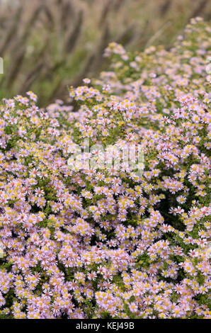 Heide Aster (herrlich Aster ericoides'' syn. Aster vimineus 'Lovely') Stockfoto