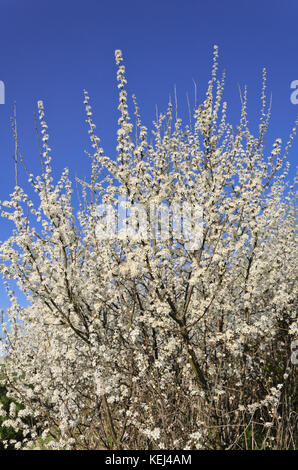Schlehe (Prunus spinosa) Stockfoto