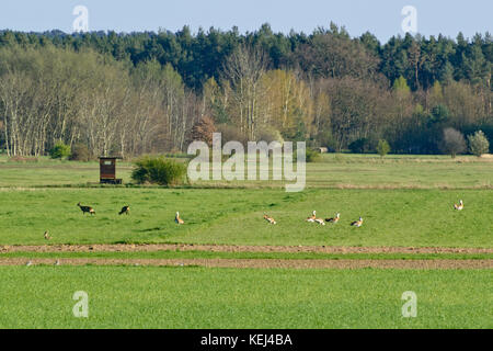 Große Trappen (Otis tarda) und Rehe (Capreolus capreolus), Brandenburg, Deutschland Stockfoto