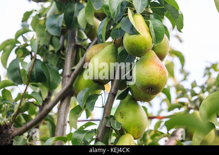 Grüne Birnen hängen an der Niederlassung der Pear Tree Stockfoto
