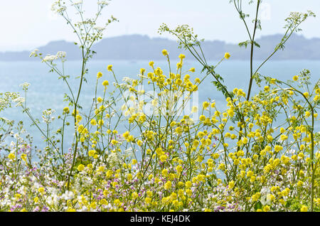 Feld Senf (Brassica rapa) Stockfoto