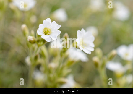 Feld Vogelmiere (cerastium arvense) Stockfoto