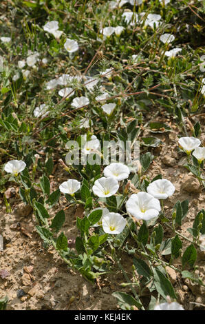 Acker-winde (Convolvulus arvensis) Stockfoto