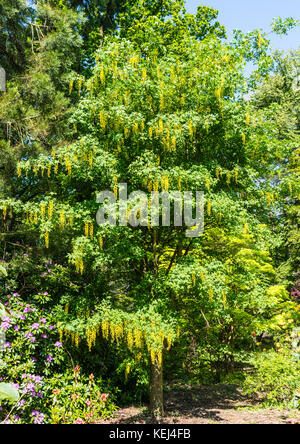 Ein goldregen Baum in voller Blüte. Stockfoto