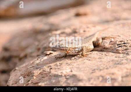 Östliche zaun Eidechse (sceloporus undulatus) Stockfoto