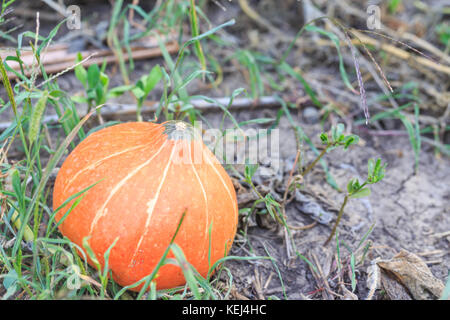 Orange Squash auf dem Gebiet auf der Erde Stockfoto