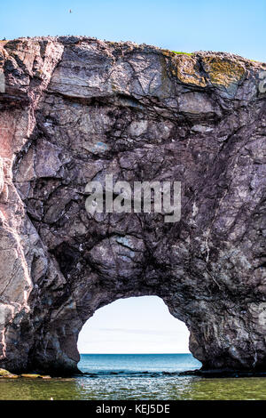 Gannett Vögel von Rocher Percé Rock cliff Arch in Gaspesie Region von Quebec, Kanada fliegen Stockfoto