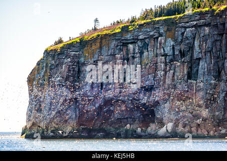 Herde von vielen Gannett Vögel durch die Insel Bonaventure Klippe in Perce, Gaspesie, Gaspe Region von Quebec, Kanada fliegen Stockfoto