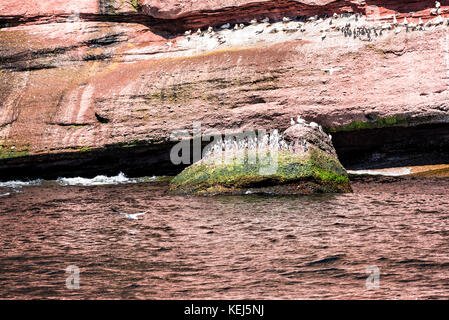 Closeup Herde von vielen Gryllteisten thront auf Felswand wie Pinguine durch die Insel Bonaventure Klippe in Perce, Gaspesie, Quebec Gaspe region, können Stockfoto