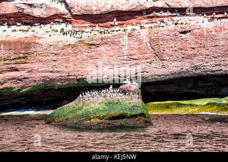 Closeup Herde von vielen Gryllteisten thront auf Felswand wie Pinguine durch die Insel Bonaventure Klippe in Perce, Gaspesie, Quebec Gaspe region, können Stockfoto