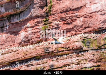 Herde von gannett Vögel mit Einzelnen durch die Insel Bonaventure Klippe in Perce, Gaspesie, Gaspe Region von Quebec, Kanada fliegen gehockt Stockfoto