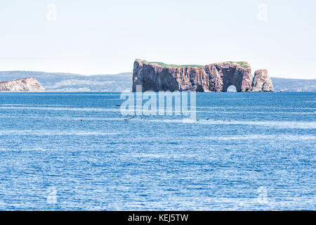 Viele Trottellummen schwarze Vögel schwimmen weg fliegen von Rocher Percé Rock und die Insel Bonaventure in Gaspe Halbinsel, Quebec, Gaspesie region Stockfoto