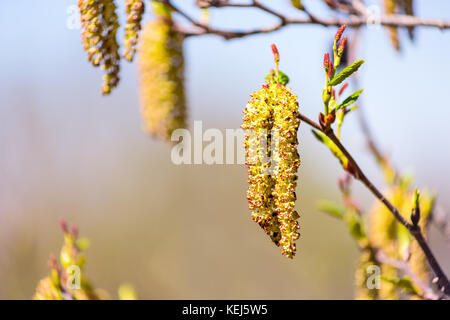 Makro Nahaufnahme des hängenden catkin auf Baum pflanze Übersicht detail und Textur Stockfoto