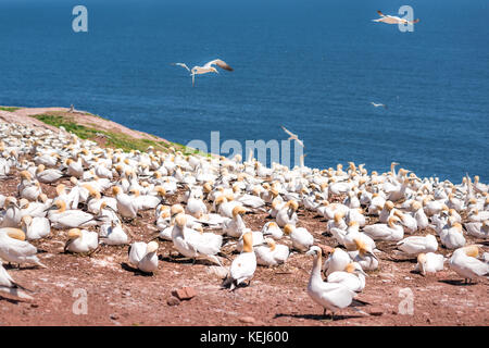 Blick auf weißen Gannett Vogelkolonie, fliegende Verschachtelung auf Klippe auf die Insel Bonaventure in Perce, Quebec, Kanada durch Gaspesie, Gaspe region Stockfoto