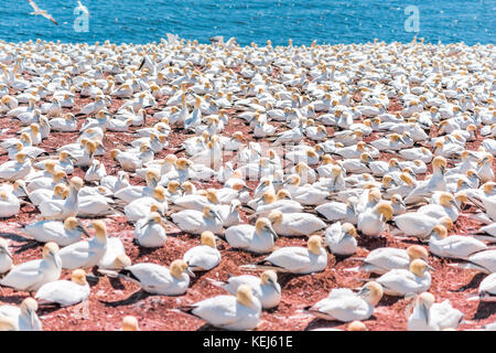 Blick auf viele weiße Vögel Gannet colony Nesting auf einer Klippe auf der Insel Bonaventure in Perce, Quebec, Kanada durch Gaspesie, Gaspe region Stockfoto