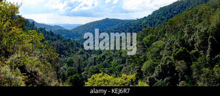 Tal und Regenwald Wald Vordach im blackall Range, Kondalilla National Park, Queensland, Australien Stockfoto