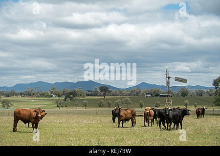 Eine Herde von gemischten züchten Rinder auf einem Bauernhof in Tamworth Australien. Stockfoto