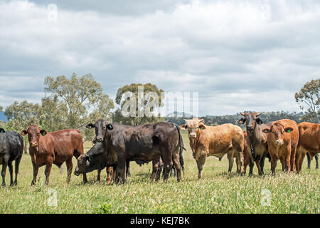 Eine Herde von gemischten züchten Rinder auf einem Bauernhof in Tamworth Australien. Stockfoto