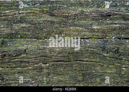 Alte bemoosten Holz- Textur. Vintage rustikalen Stil. natürliche Oberfläche, Hintergrund und Tapeten Stockfoto