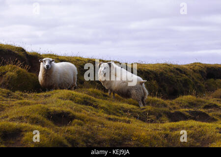 Schafe auf der Straße. die wilde Natur von Island Stockfoto