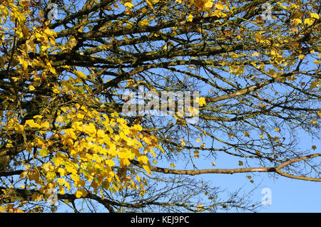 Ahornbaum im Herbst Stockfoto