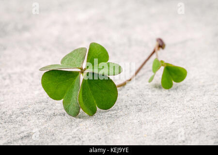 Closeup Klee Blätter auf Stein Hintergrund. Die symbolische der Four Leaf Clover der Erste ist für den Glauben, die zweite ist für die Hoffnung, die Dritte wird für lov Stockfoto