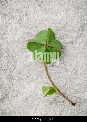 Closeup Klee Blätter auf Stein Hintergrund. Die symbolische der Four Leaf Clover der Erste ist für den Glauben, die zweite ist für die Hoffnung, die Dritte wird für lov Stockfoto