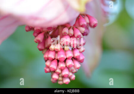 Gesunde Hawaiian rose Trauben Blüten hängen in einem botanischen Garten. Stockfoto