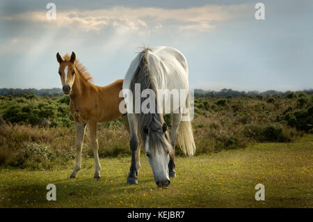 Stute und Fohlen im New Forest Stockfoto