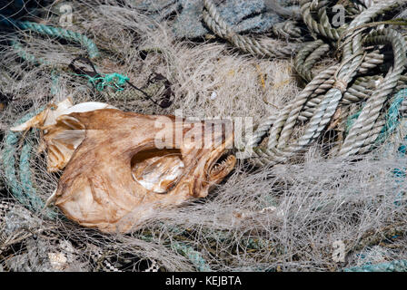 Getrockneter Fisch in der fischernetze Stockfoto